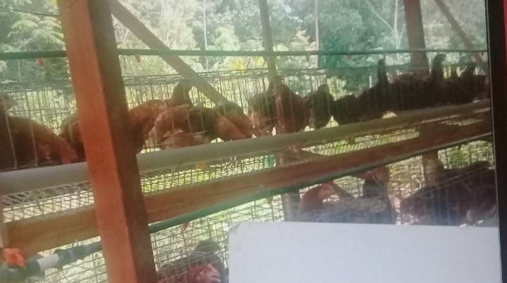 SAVE_20200630_153927 Ayam Petelur