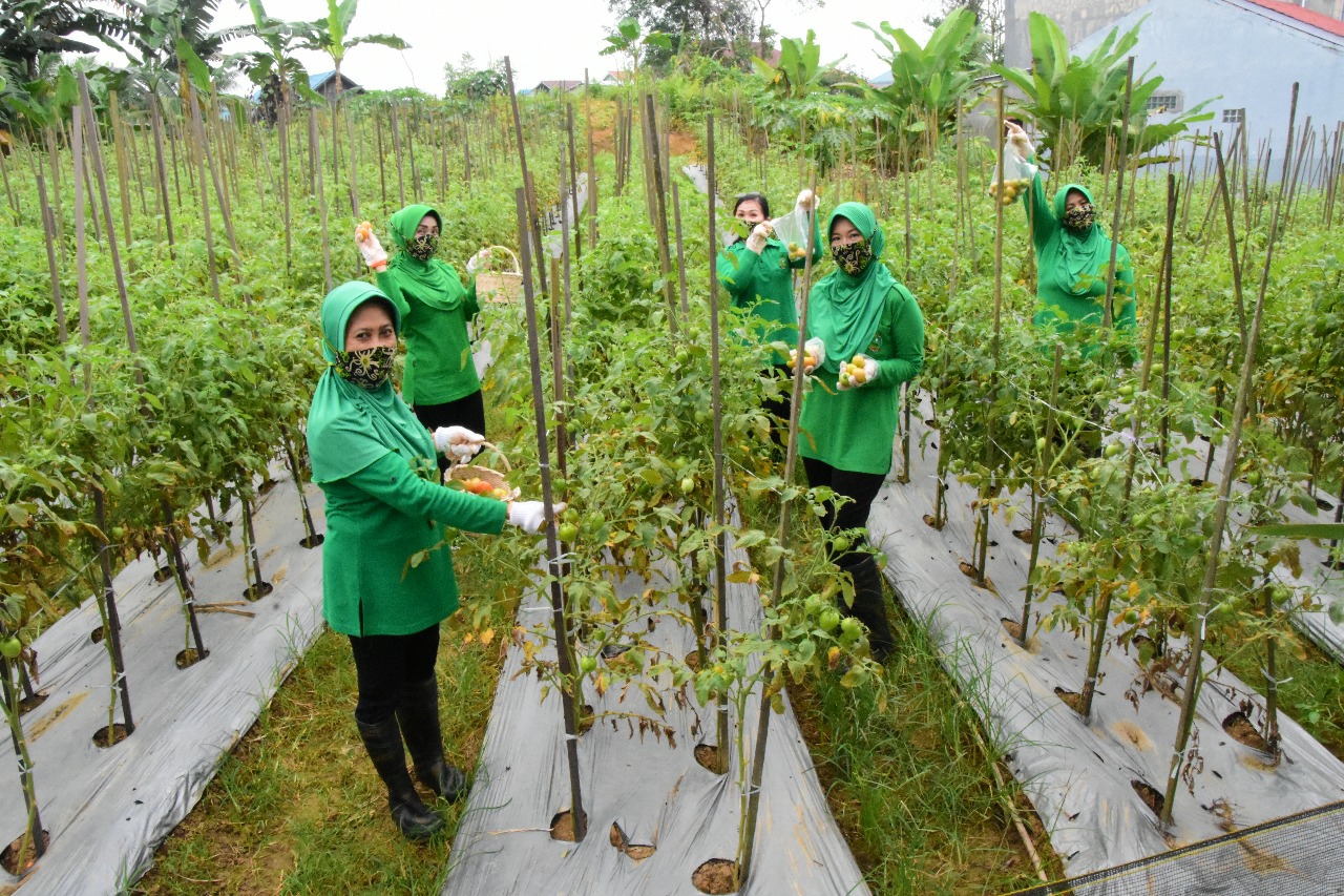 SAVE_20200706_113220 Persit Kartika Chandra Kirana Dukung Program Pertahanan Pangan