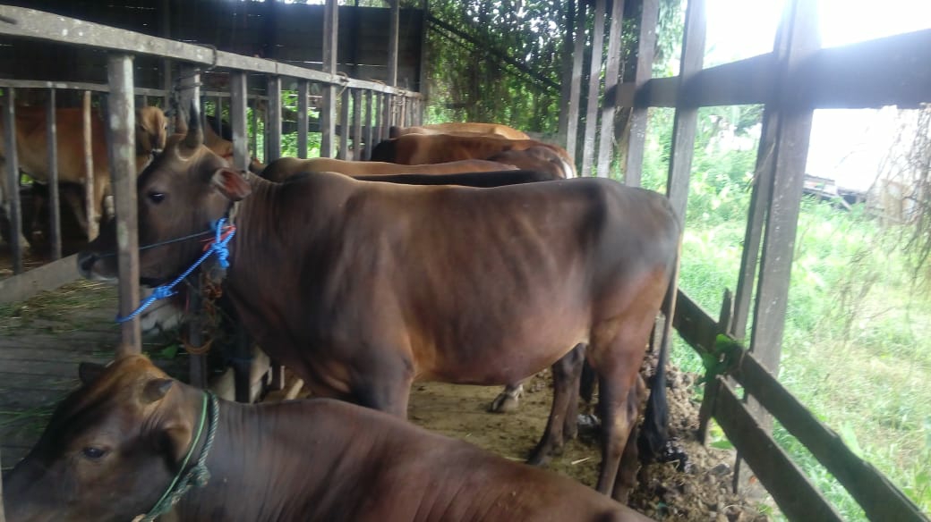 Disbunak Kalsel Pastikan Hewan Qurban Sehat dan Aman