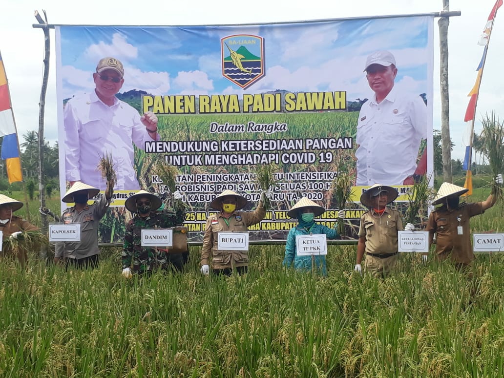 Bupati Kotabaru Panen Raya Padi di Desa Bakau 