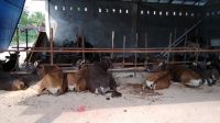SAVE_20200730_105727 Pemkab Bartim Bagikan 63 Ekor Sapi Qurban