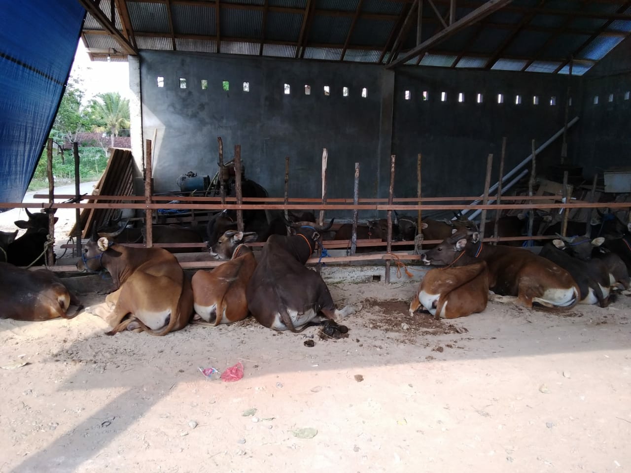 SAVE_20200730_105727 Pemkab Bartim Bagikan 63 Ekor Sapi Qurban