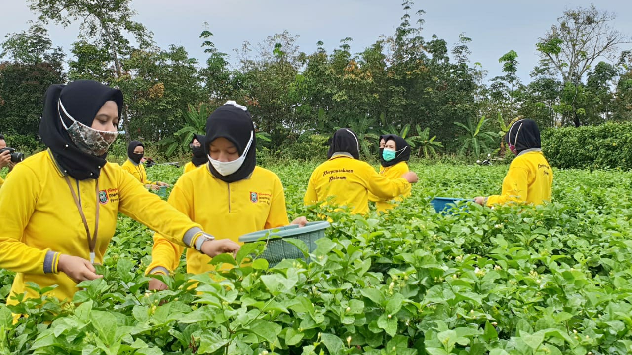 Dispersip Kalsel Borong Produk Olahan Bunga Desa Jingah Habang
