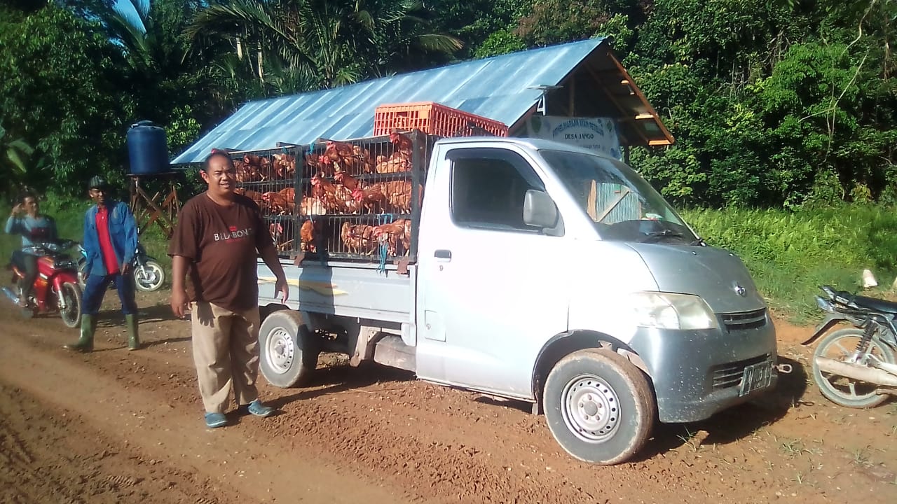 Usaha Ayam Petelur Desa Jango Berhasil