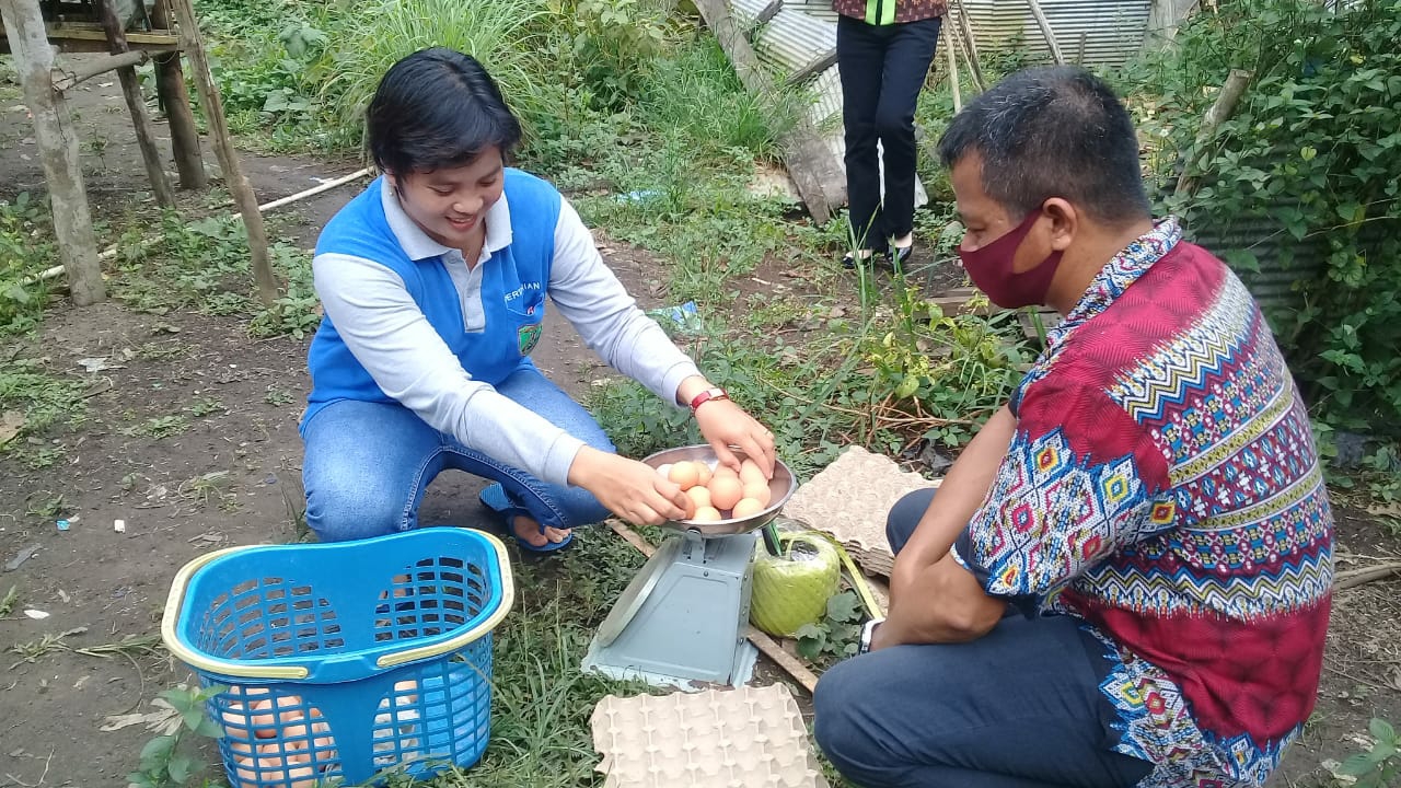 DPMD Bartim Gelar Pelatihan Ternak Ayam Petelur