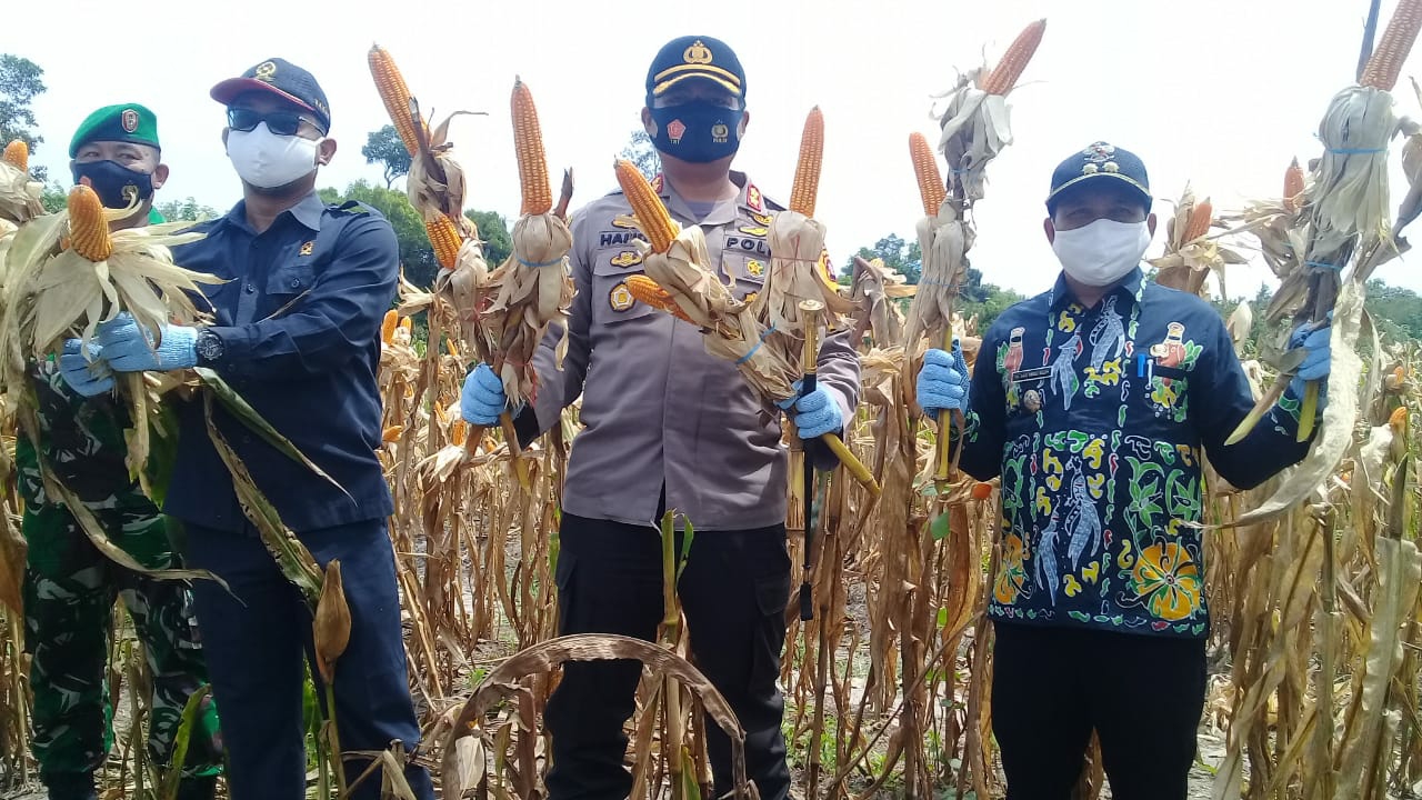 Polres Bartim Bersama Dinas Pertanian Panin Jagung