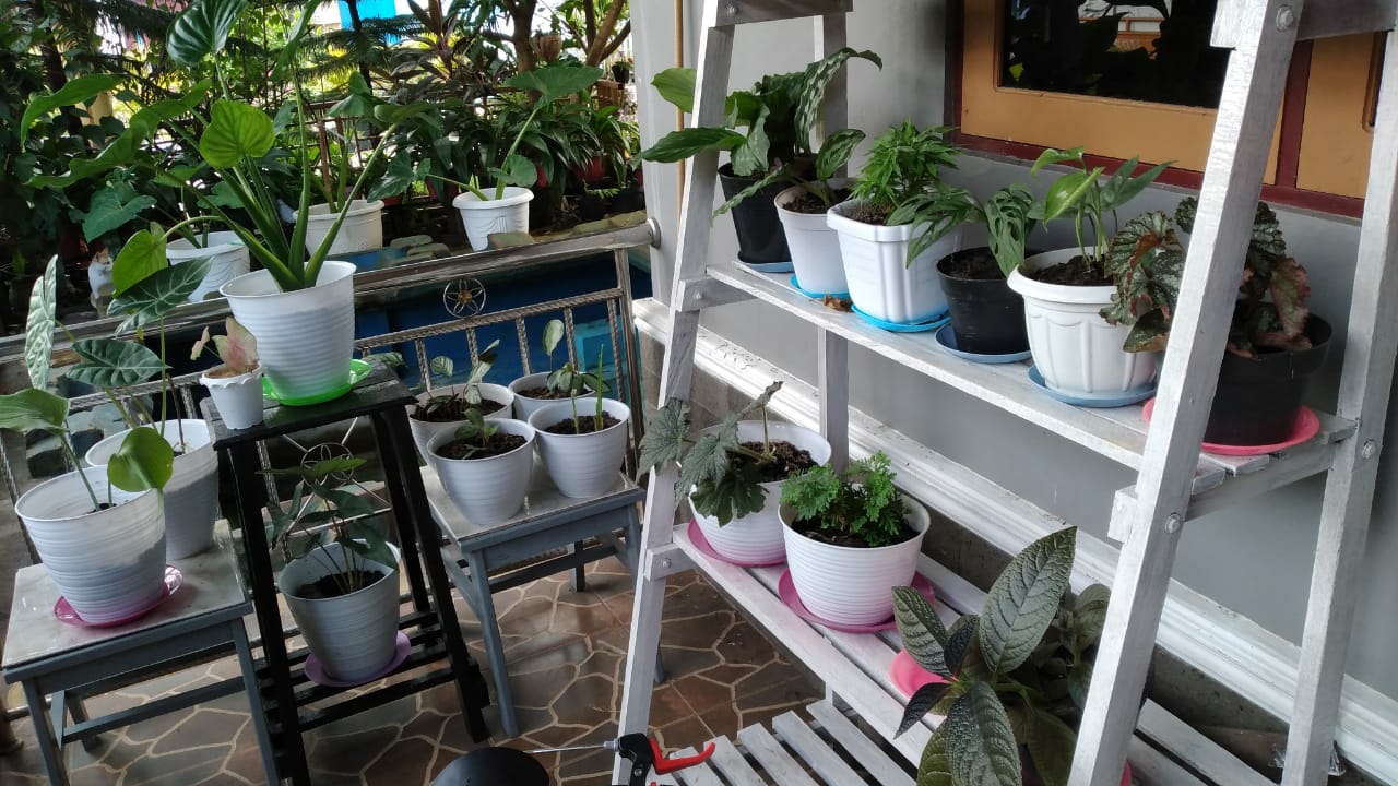 Pecinta Tanaman Hias Keladi Makin Tinggi