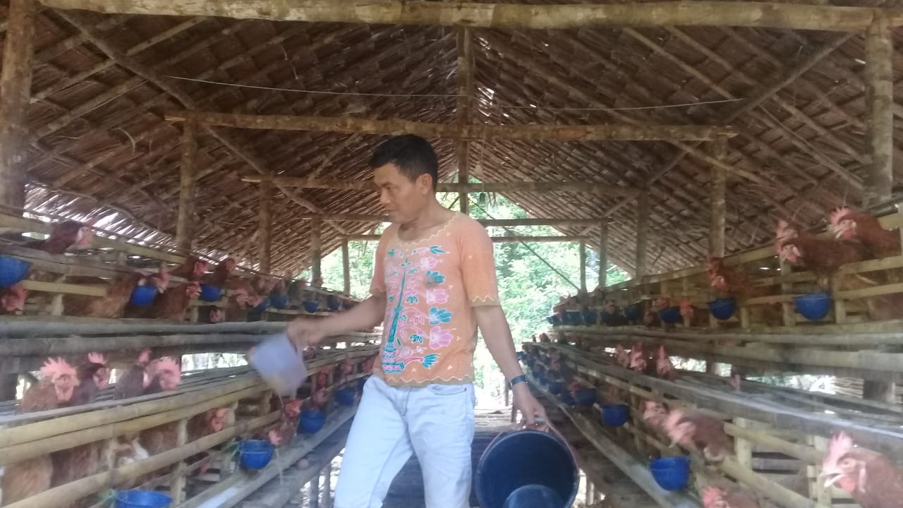 Pemerintahan Desa Telang Siong Tingkatkan Ternak Ayam Petelur
