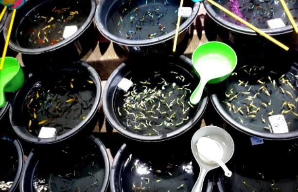 Penghobi Ikan Hias Kembali Marak