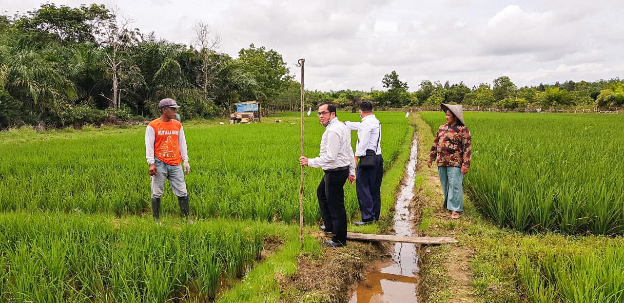 Padi Unggul Binaan Bank Kalsel Tahan Banjir