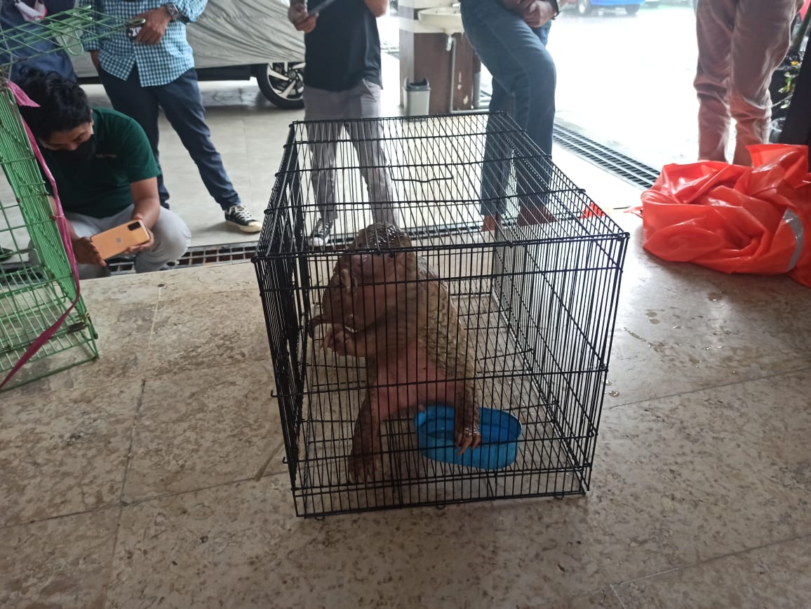 Seekor Trenggiling Ditemukan di Rumah Warga