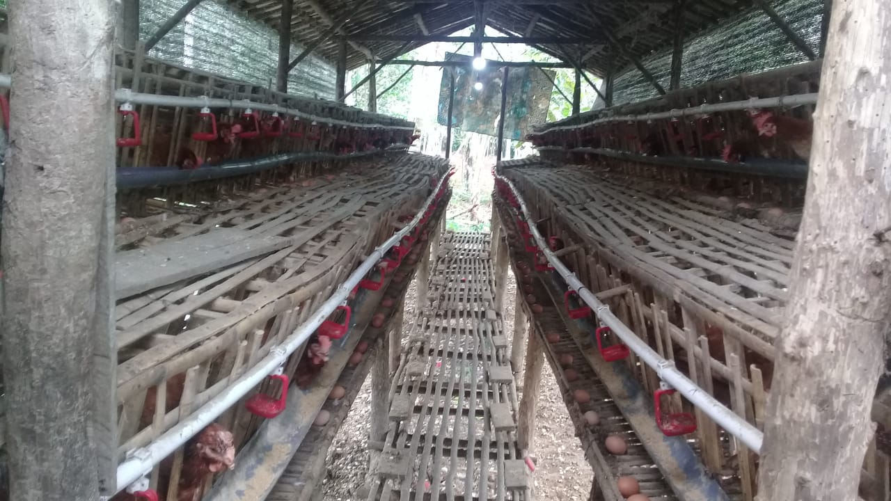 Kepala Desa Patung Keluhkan Harga Pakan Ayam Naik