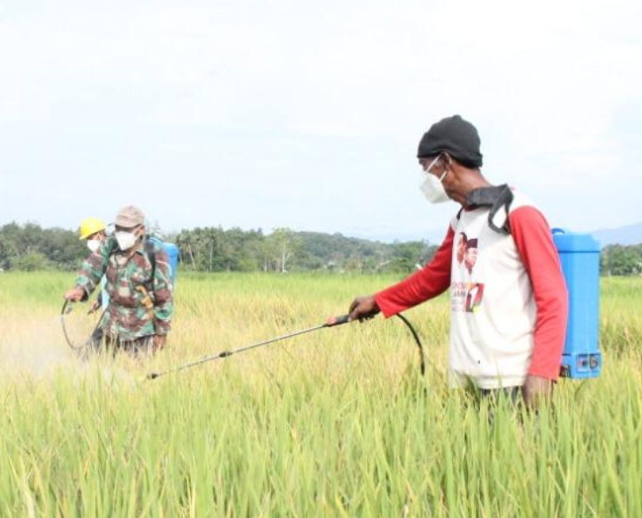 Padi Desa Bihara Dilatih Kendalikan Hama
