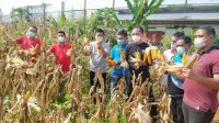 Panen Ceria Kebun Jagung Lapas Kelas IIB Banjarbaru