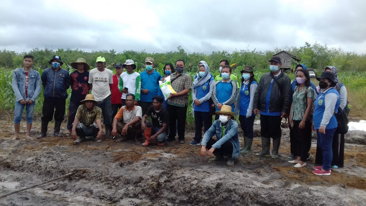 Kelurahan Taniran Ujicoba Tanam Jagung Pakan Ternak
