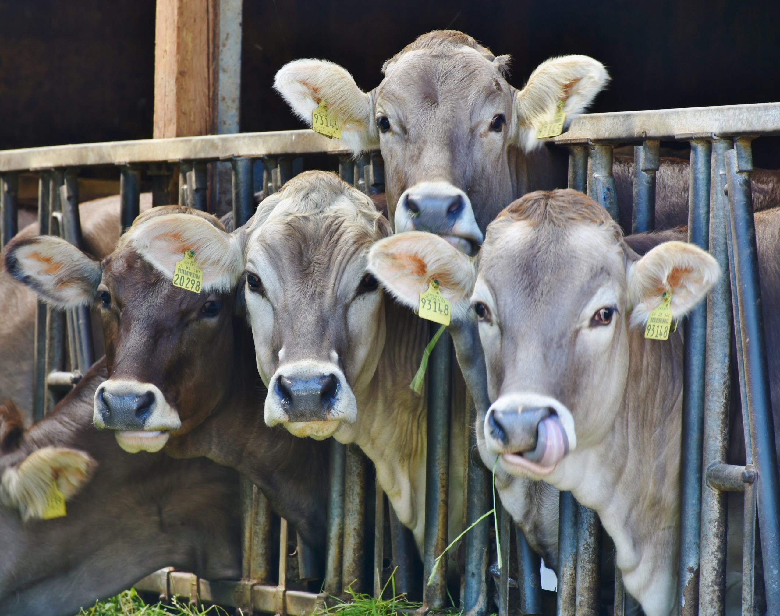 Baznas Kalsel Sasar Warga Pedesaan sebagai Penerima Daging Qurban