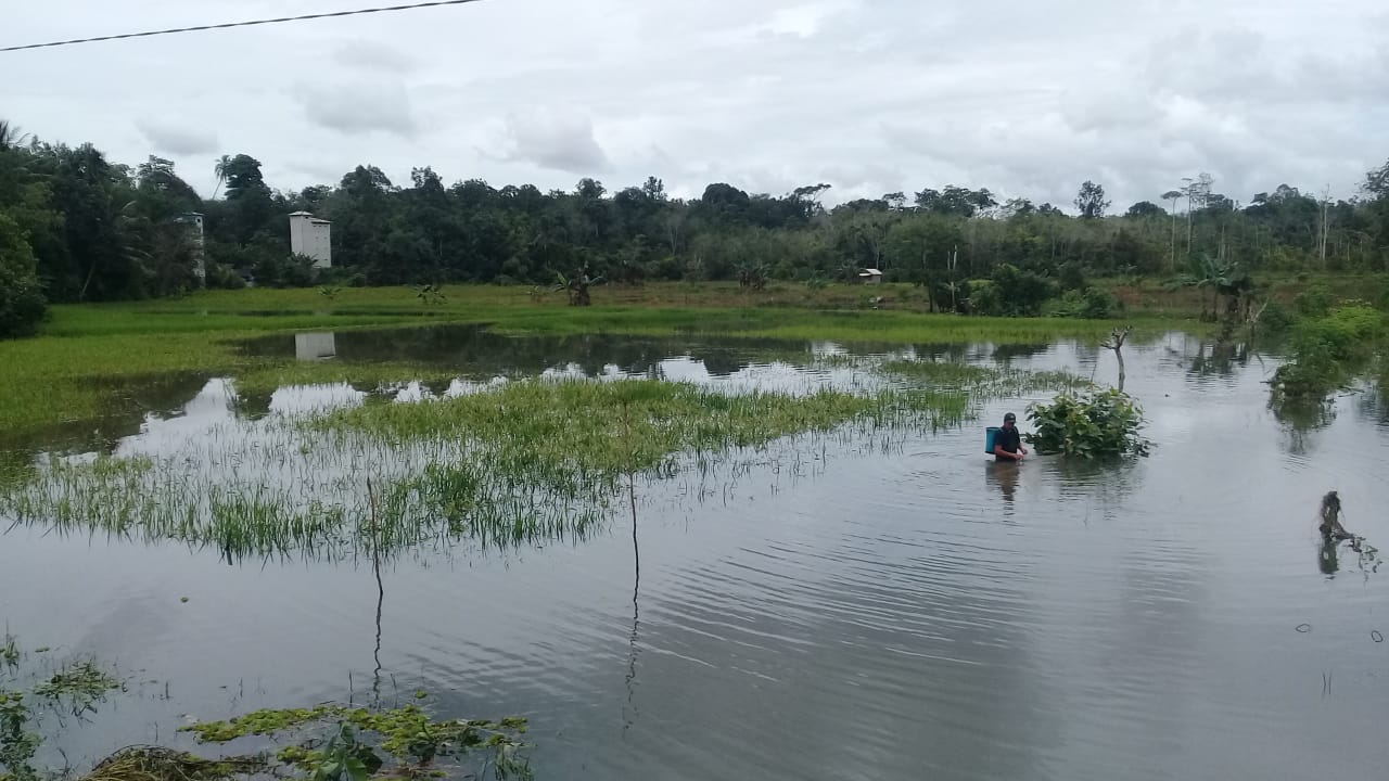 Sawah Warga Desa Puri Terendam Air