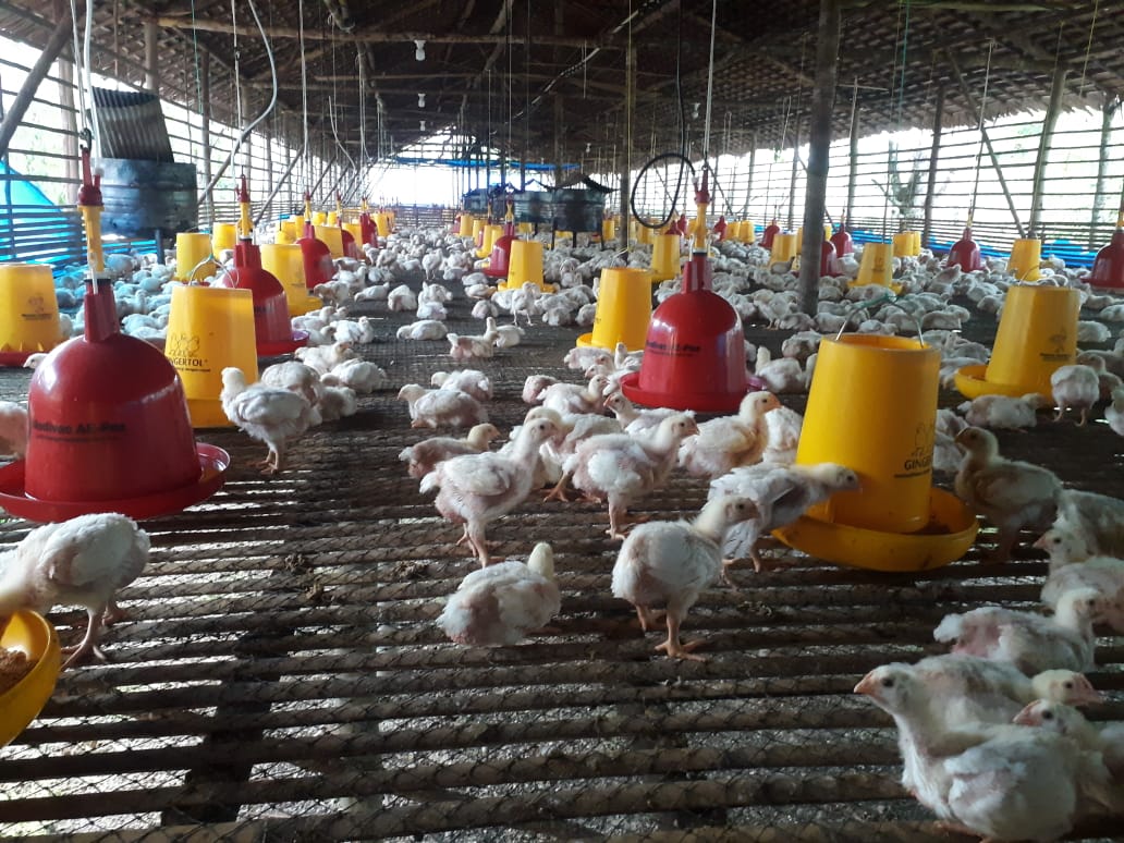 Desa Didi Siap Panen Usaha Ayam Pedaging 