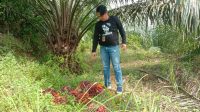 c7bc5996-f529-4393-8165-aec4b06846f2 Sawit PT KSL Kembali Dicuri Maling
