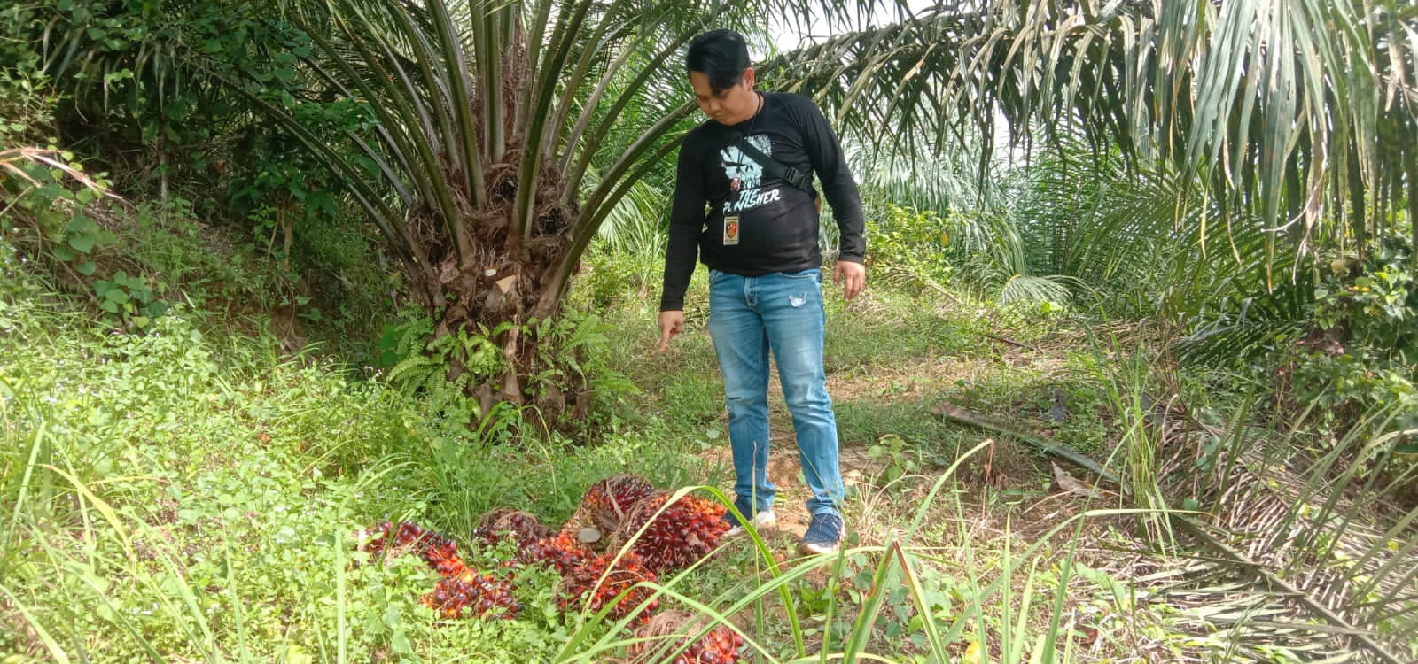 Sawit PT KSL Kembali Dicuri Maling