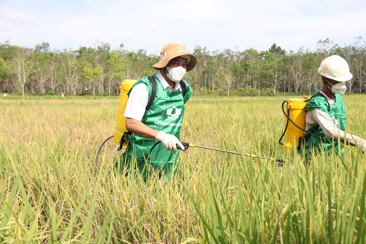 H Abdul Hadi Turun Langsung Perangi Wereng Coklat