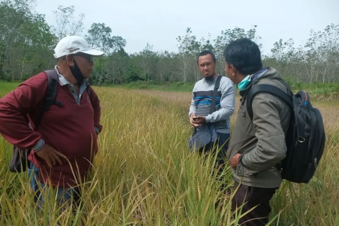 DKP3 Terus Perangi Wereng Coklat